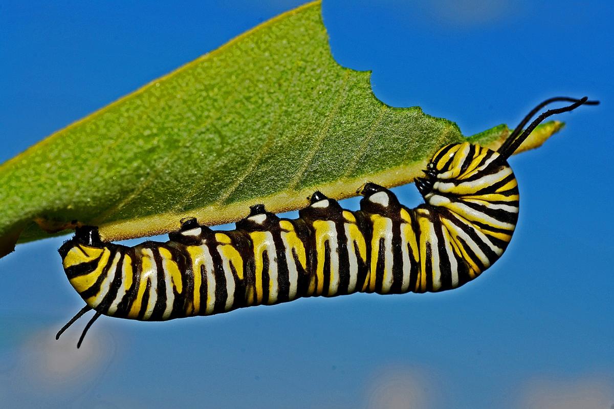Caterpillar 562104 1920
